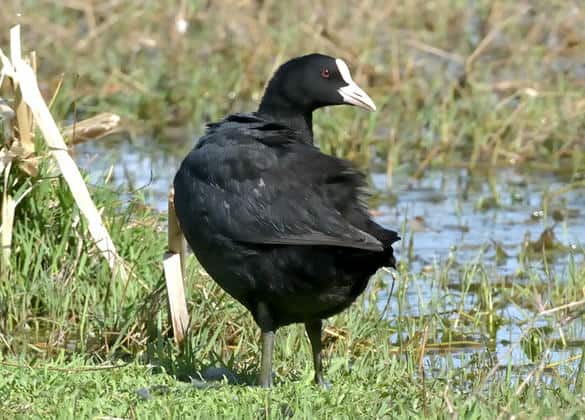 動物図鑑・オオバン